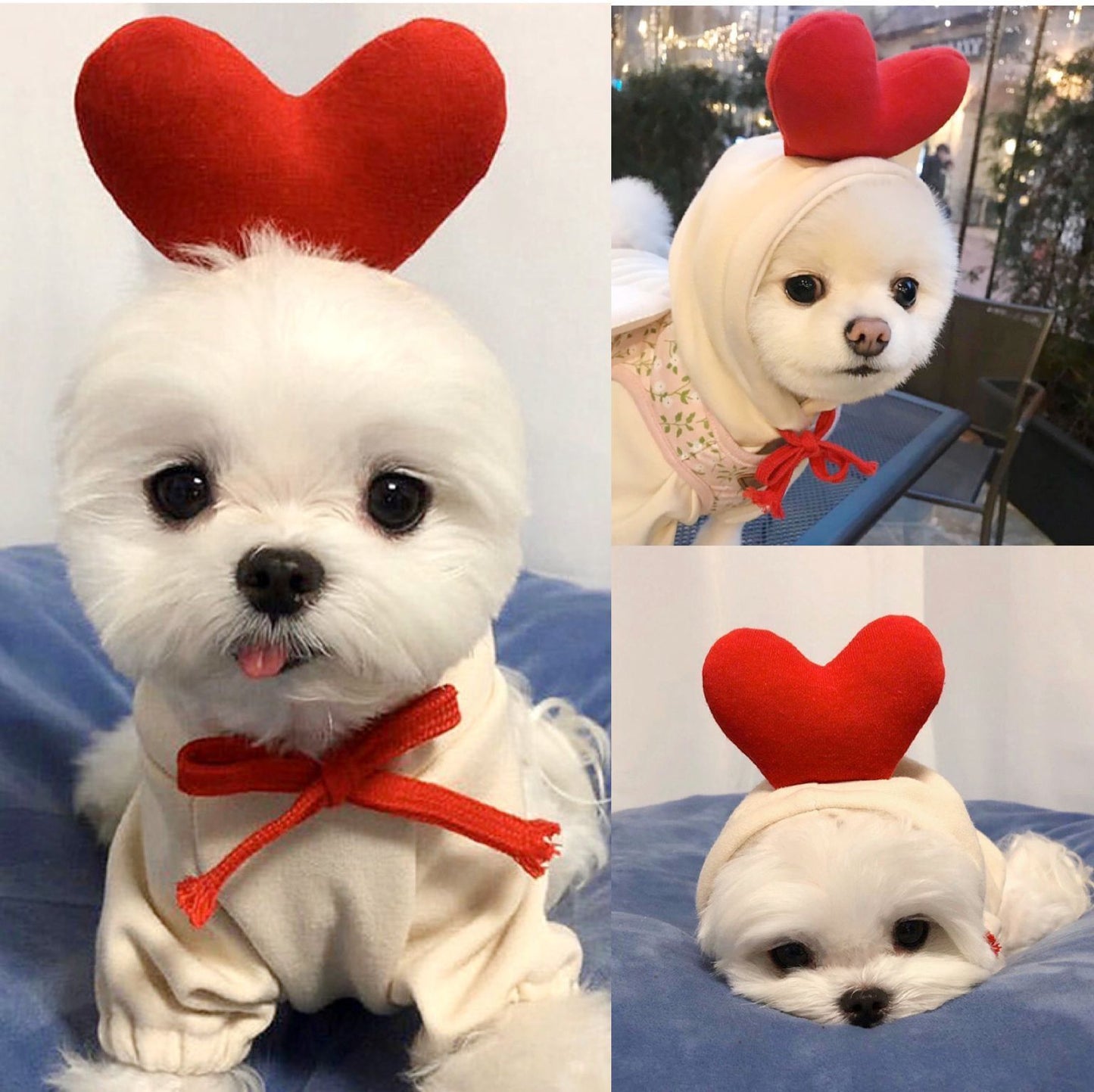 Cute Fruit Dog Hoodie
