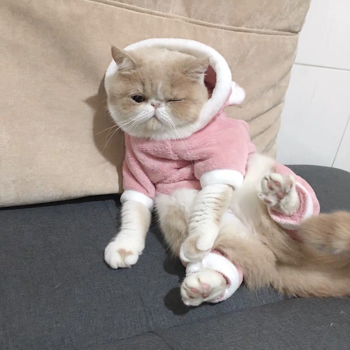 Blue British Shorthair Outfit